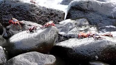 加拉帕戈斯萨莉轻脚蟹-几个在冲浪下<strong>匆匆</strong>。
